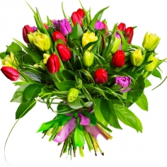 A bouquet of multicolored tulips with green fillers
