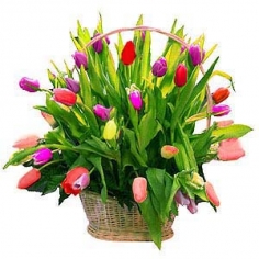 Multicolored tulips in a basket