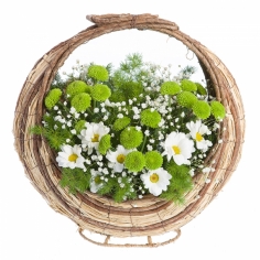 A basket of white and green chrysanthemums with green fillers