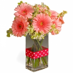 Tender pink gerbera daisies with green fillers in a vase. 