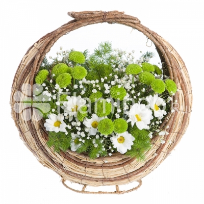 A basket of white and green chrysanthemums with green fillers