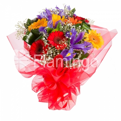 A nicely wrapped bouquet of multicolored gerbera daisies and blue irises with green fillers