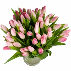 A bouquet of pink tulips