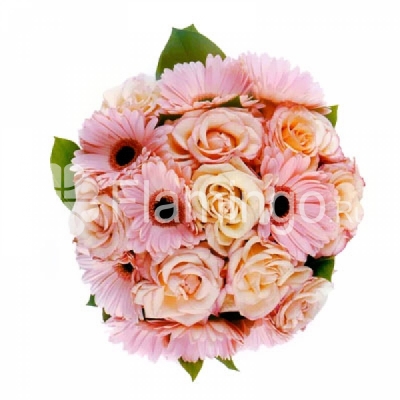 A round bouquet of cream roses and pink gerbera daisies with green fillers