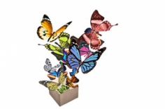 A live butterfly in an envelope or a box
