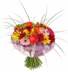 A beautifully wrapped  bouquet of multicolored gerbera daisies ‘Sabrina’