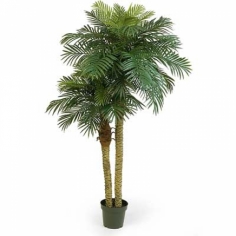 A houseplant ‘Date palm’