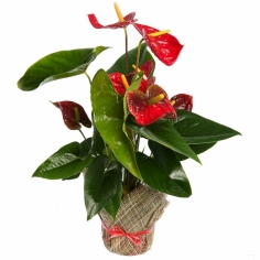 A pot plant ‘Anthurium’