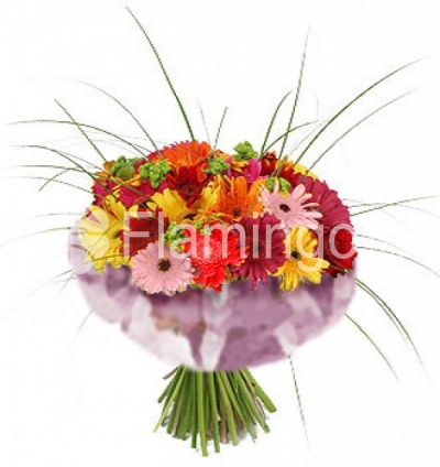 A beautifully wrapped  bouquet of multicolored gerbera daisies ‘Sabrina’