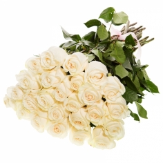 A bouquet of 25 white roses tied with a bow