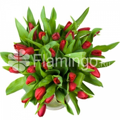 A bouquet of red tulips