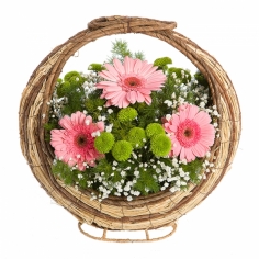 A basket with pink gerbera daisies, green spray chrysanthemums and green fillers