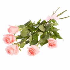 A bouquet of five light pink roses