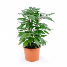 A pot plant ‘Schefflera’