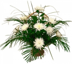 A basket of white chrysanthemums with green fillers