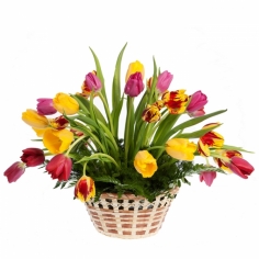 Tulips in the basket