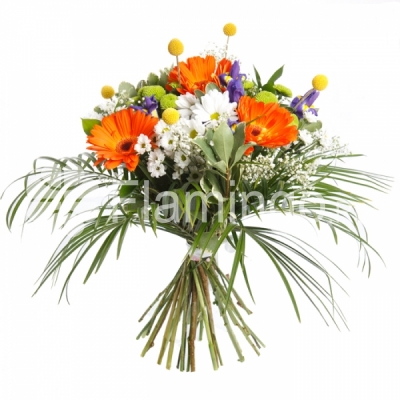 A bouquet of blue irises, orange gerbera daisies and white chrtsanthemum with green fillers