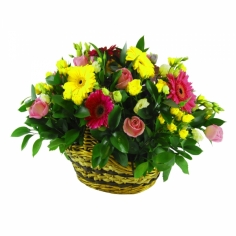 A basket with multicolored gerberas and spray roses