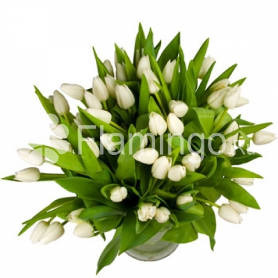 A bouquet of white tulips