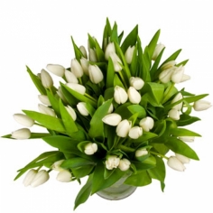 A bouquet of white tulips