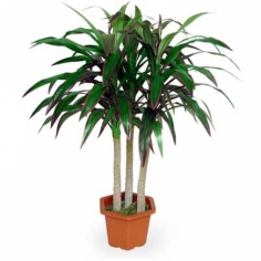 A decorative pot plant ‘Dracaena’