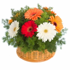 A round basket of multicolored gerbera daisies and green fillers