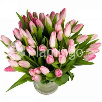 A bouquet of pink tulips